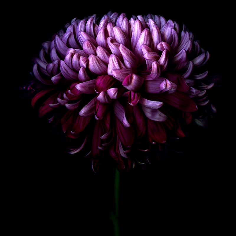 chrysanthemum Seeds - Deep Purple