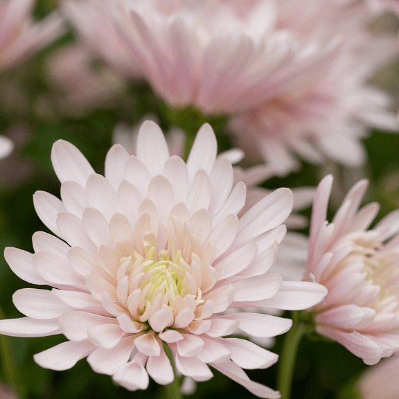 chrysanthemum Seeds - Light Pink