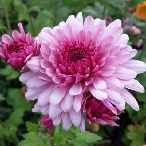 chrysanthemum Seeds - White Pink