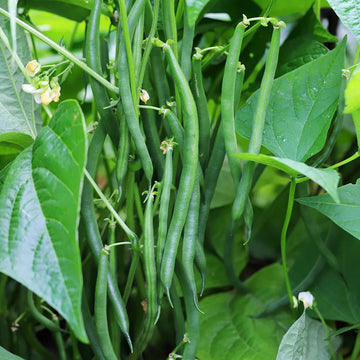Climbing Runner Bean Seeds – Vegetable Plant