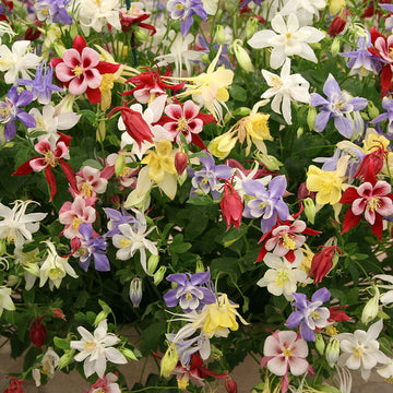 Aquilegia Mixed Mckana Giant Columbine Seeds – Flower Plant