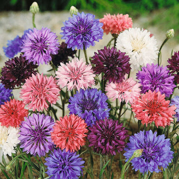 Polka Dot Mix Bachelor Buttons Seeds – Flower Plant