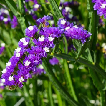 Limonium Statice Seeds – Flower Plant