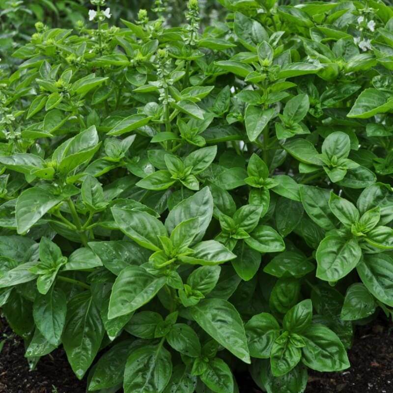 Basil Seeds – Dolce Fresca Ocimum Basilicum