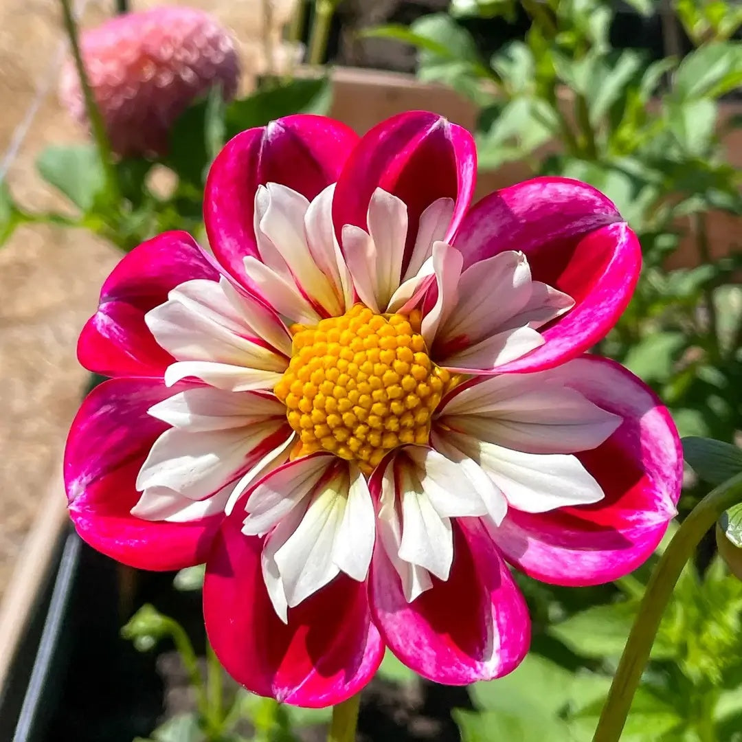 Dahlia Seeds – Bumble Rumble Collarette