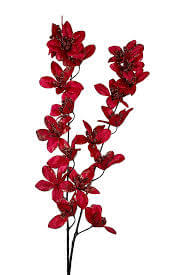 Red Forsythia Seeds – Flower Plant