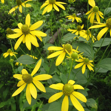 Laciniata Rudbeckia Seeds – Flower Plant