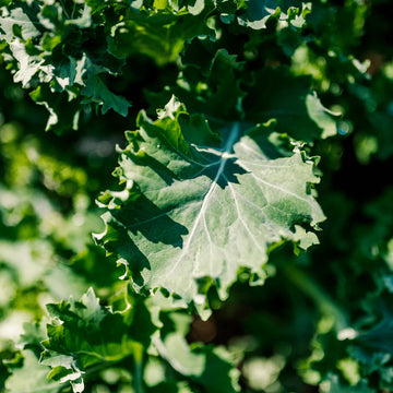 Green Kale Tree Seeds – Vegetable Plant