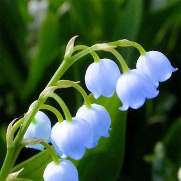 Blue Lily of the Valley Seeds – Flower Plant