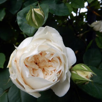 Climbing Sombreuil Rose Seeds – Flower Plant