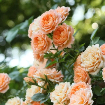 Orange & Pink Rose Seeds – Flower Plant