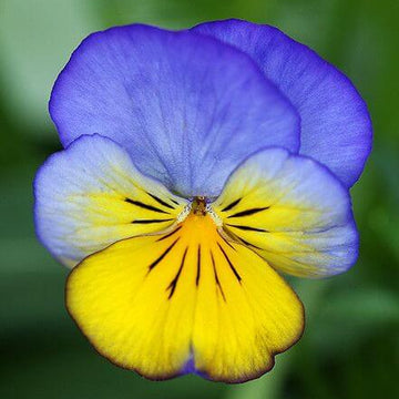 Blue Yellow Pansy Seeds - Flower Plant