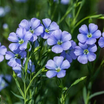 Regatta Wildflower Mix - Flower Plant