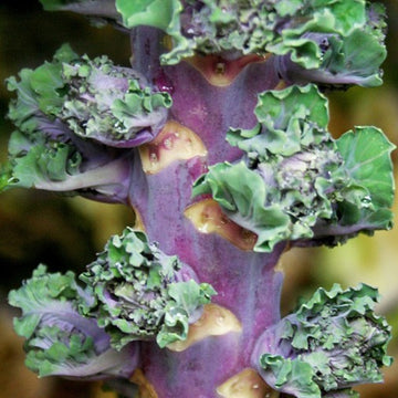 Kalettes Seeds - Vegetable Plant