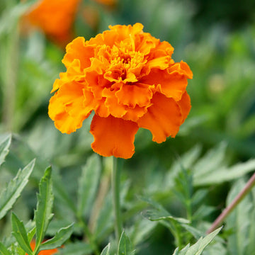 Vibrant Marigold Seeds – Flower Plant