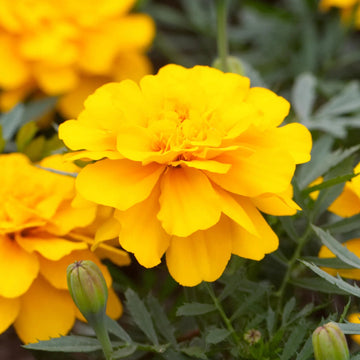Durango Yellow Marigold Seeds – Flower Plant
