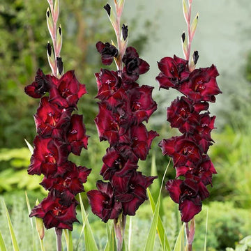 gladiolus seeds