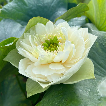Exotic Collector’s Lotus Seeds - Flower Plant