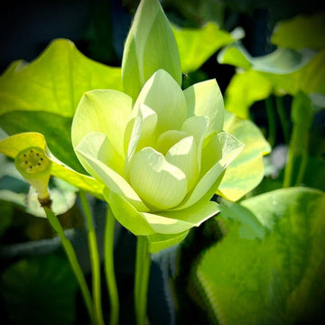 Green – Aquatic Lotus Seeds – Flower Plant