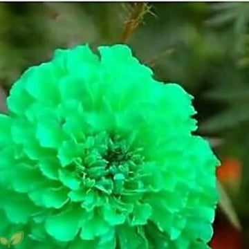 Green Marigold Seeds – Flower Plant