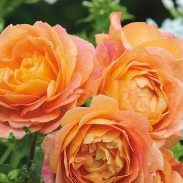 Lotus Orange Rose Seeds – Flower Plant