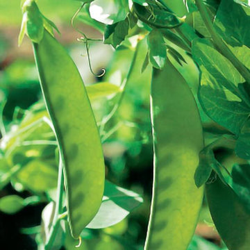 Oregon Sugar Pod Snow Pea Seeds – Vegetable Plant