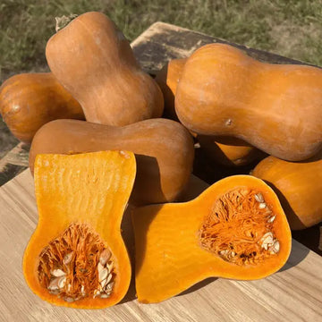 Small Winter Squash Orange Honeynut Seeds - Vegetable Plant