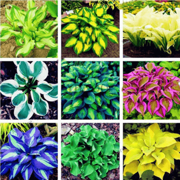 Mix Hosta Seeds – Flower Plant