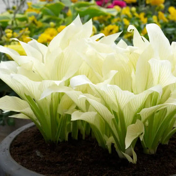 White Feather Hosta Seeds – Flower Plant