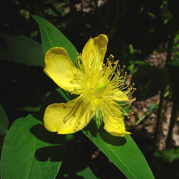Ascyron Hypericum Seeds – Flower Plant