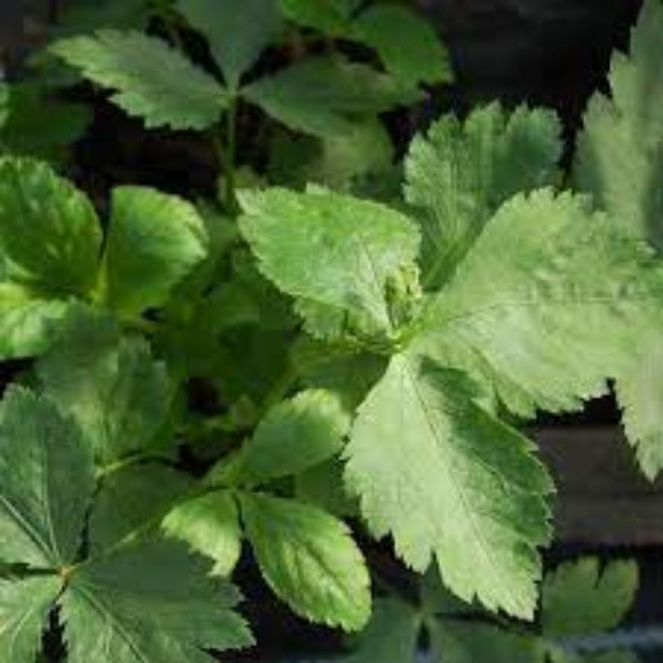 Parsley Seeds – Mitsuba Japanese
