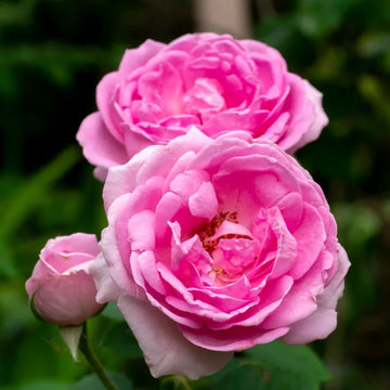 Pink Damascus Rose Seeds – Flower Plant