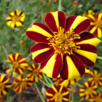 Court Jester Marigold Seeds – Flower Plant
