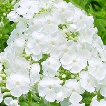 White Phlox Seeds – Flower Plant