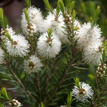 Wildflower Mix Melaleuca  Seeds – Flower Plant