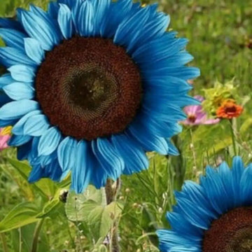Blue Sunflower Seeds – Flower Plant