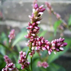 Pink Smartweed Seeds – Herbal Plant