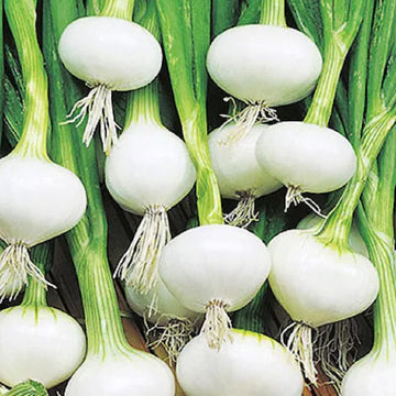 White Sweet Spanish Onion Seeds – Vegetable Plant
