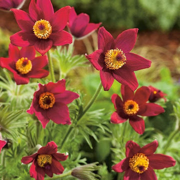 Red Pulsatilla Anemone Seeds – Flower Plant