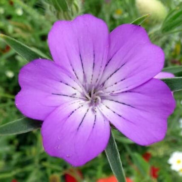 Corn Cockle Agrostemma Seeds – Flower Plant