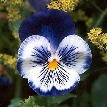 Blue & White Pansy Seeds – Flower Plant