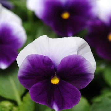 Pansy Swiss Giant Ullswater Beaconsfield Seeds - Flower Plant