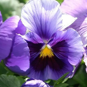 Purple Pansy Seeds - Flower Plant