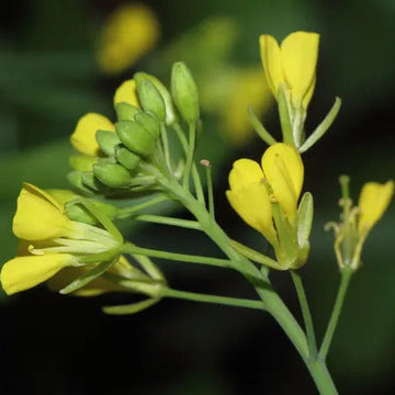 Brown Brassica Juncea Mustard Seeds – Herbal Plant