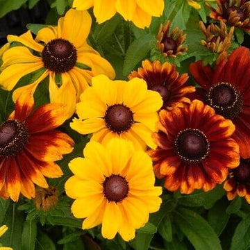 Premium Hirta Rudbeckia Seeds – Flower Plant