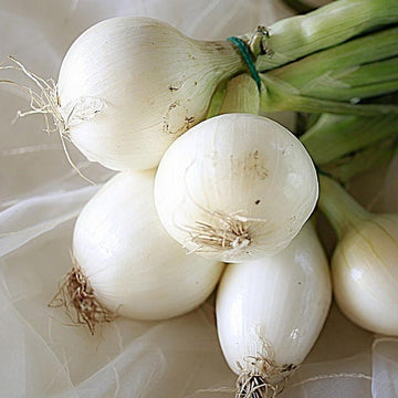 Crystal White Onion Seeds – Vegetable Plant