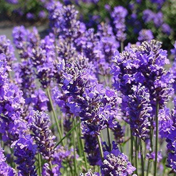 Munstead Lavender Seeds – Flower Plant