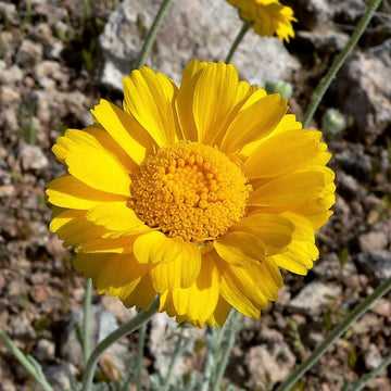 Desert Marigold Seeds – Flower Plant