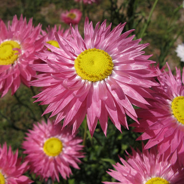 Everlasting Daisy Rhodanthe Chlorocephala Rosea Seeds – Flower Plant