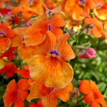 Strumosa Nemesia Seeds – Flower Plant